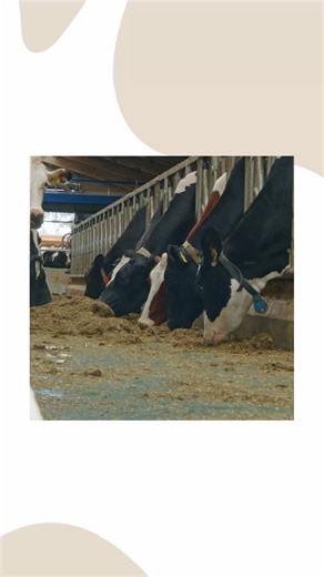 Das Feedstar Futterbandsystem - geeignet für jeden Betrieb 💪😎 #feedstar #futterband #feeding #international #Innovation | Feedstar - System