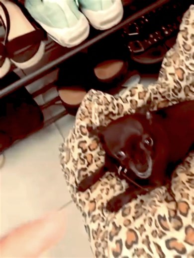 What’s better than one adorable chihuahua? TWO best friends causing double the laughs and double the cuteness! 😍 From play fights to snuggle sessions, these tiny legends are taking over your feed. Tag your BFF who’d totally vibe with this energy! 😂🐾 #pet #foryou # | Chihuahua_dogg