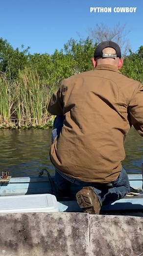 53K views · 1.1K reactions | That’s how you catch a iguana! #iguana #florida #floridaeverglades | Python Cowboy Hunts | Facebook