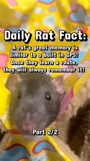 Daily Rat Facts (part 2/2)