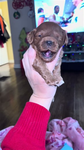 Happy 2 weeks old #cavapoo #cutepuppies #newbornpuppies #newborn