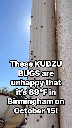 The bean plataspid, also known as the kudzu bug, is an invasive insect from Asia that is a pest of soybeans and other legumes. It is a small, shield-shaped bug that is olive-green with brown speckles and can emit a foul odor when disturbed. The bug is a nuisance to homeowners as it invades houses in large numbers, especially in the fall, and can cause skin irritation. | Jason Simpson