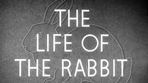 The Life of the Rabbit