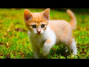 Cute Kittens & Playful Puppies Relaxing Music & Nature Sounds for Sleep with pets, dog, cat癒し音楽BGM
