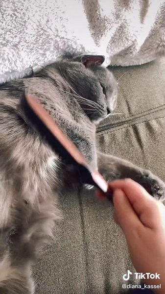 3 minutes of brushing miss kitty #calmingsounds #cat #cattok #calm #beforethestorm #GossipGirlHere