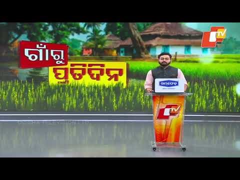 Jharkhand Residents Accused of Large-Scale Ganja Cultivation Inside Odisha Forests