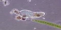 Paramecium
