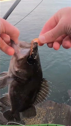 Oregon Coast jetty’s #fishing #oregon #flyfishing