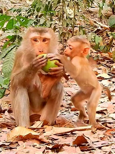 1.8K views · 34 reactions | A mother push & discipline her baby don't grab her snack #funnymonkey #rescueanimals #babymonkey #cuteanimals #prankmonkey #viraltiktok | Funny Monkeey19 | Facebook