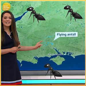 The flying ants were out in full force over the weekend! 🐜🐜🐜 GMB's Laura Tobin explains why. Watch GMB weekdays from 6am👉https://bit.ly/2AUrOCc | Good Morning Britain