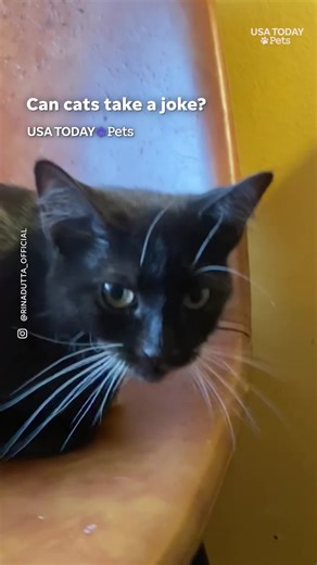 "It's just a joke!" Cat owners are testing their feline's limits with ...