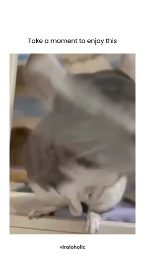 VIRAL VIDEOS on Instagram: "This video showcases a serene 33-second moment of a fluffy gray chinchilla receiving a gentle grooming session, perfectly captioned "Take a moment to enjoy this" to encourage viewers to pause their scrolling for some pure, wholesome content. Set to a soft, relaxing piano melody, the video focuses on the chinchilla’s blissful expressions as a small metal comb glides through its incredibly dense fur. The tiny creature tilts its head and closes its eyes in complete relax