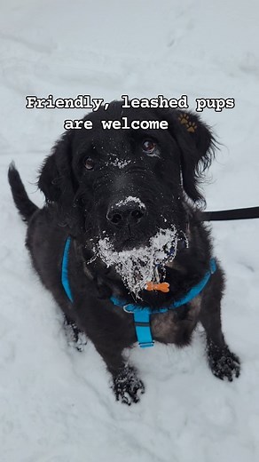 Colorado Animal Rescue on Reels