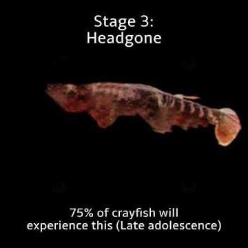 Stages of crayfish (informative)