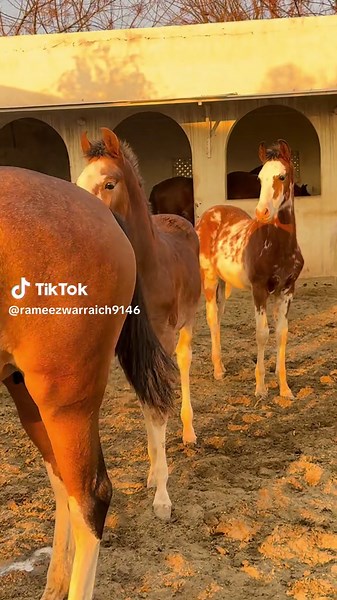 Home Breeding Horses: Tips and Insights