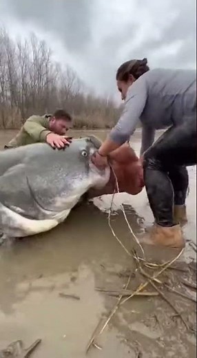 Strongest Catfish Ever Caught in Mud #Unbelievable #Monster