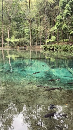 #blitar24jam #rambutmonte