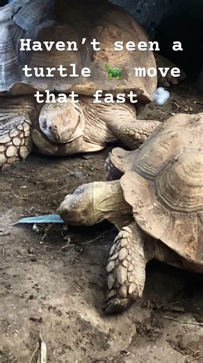 Turtle moving fast 💨