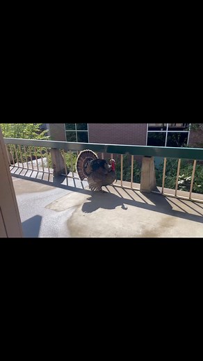 Even the turkeys are coming by! Register today for spring classes at lanecc.edu/register | Lane Community College