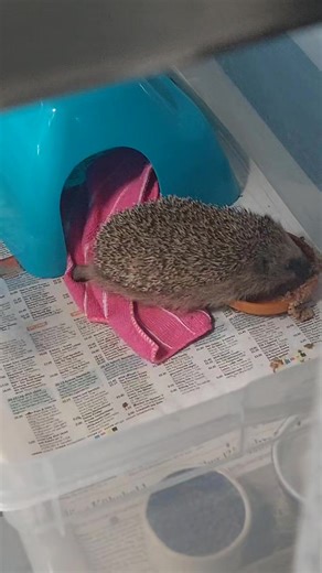 2K views · 145 reactions | Knutschi, der Lichtschachtigel ist auf sehr gutem Weg, frisst und nimmt zu . Weiter so 殺 Eva | igelhilfe Schöppenstedt | Facebook