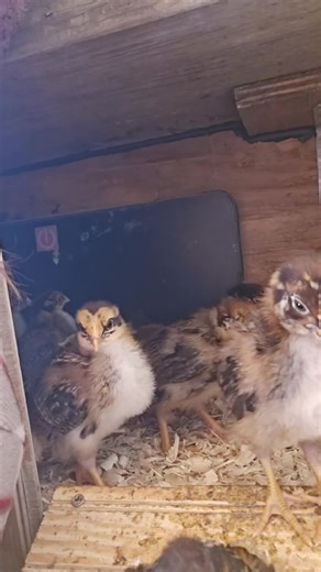 I enjoy watching my chickens and thought others might enjoy them too... these are 2 week old Barnevelder pullets and 1 week old Americana chicks...#chickensoftiktok #backyardchickens