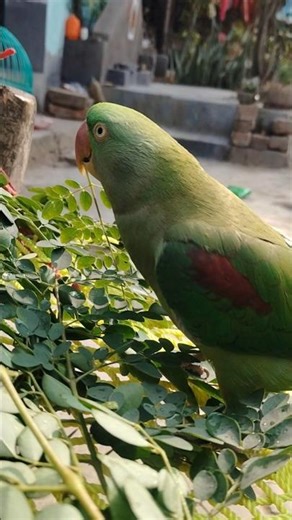 mithu food vlog 🦜😘#shorts #parrot #birds #food #love #vairalvideo #talkingparot ‪@ParrotX2‬