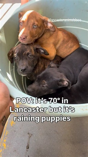 It was 70° in Lancaster… but it’s been raining puppies ☔️🐶 The pittie puppy princesses in the bucket were found in a parking lot. Four 9-week-old sisters, scared, and clinging to each other after being left behind. A5749854 – A5749857 Next we have 14 week old border collie mixes who were owner surrendered because there were too many of them. A5748271, A5748274–A5748277 📍 Lancaster Animal Care Center 5210 West Ave I Lancaster, CA 93536 ⏰ Monday – Saturday | 11 AM – 5 PM Please check availabilit