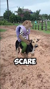 Scariest Monkey Sounds Ever! #animals #facts #wildlife