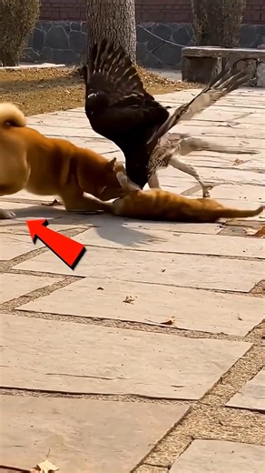 Dog saving cat from hawk