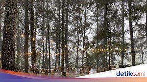 5 Hal tentang Kopi Daong Bogor, Tempat Ngopi di Tengah Hutan Pinus