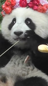 28K views · 1.8K reactions | I'm the princess of fluffyness ❤️❤️ #funnyanimals #eating #babypanda #babypandas #care #beautiful #love #silly #funny #naturephotography #nature #panda #fluffy #pandas #cute | Pandas, a Light In My Heart | Facebook