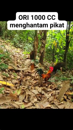 wow 🙀 chicken 🐔 #chicken #chickendinner #chickenrecipe #foryou #funny #share #chikenfood #chikengun