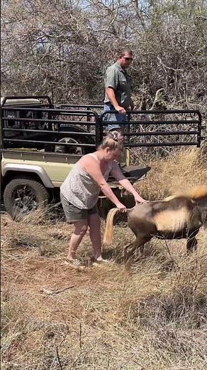 Relocating a rare Wildebeest King, with the aid of a tranquilizer dart