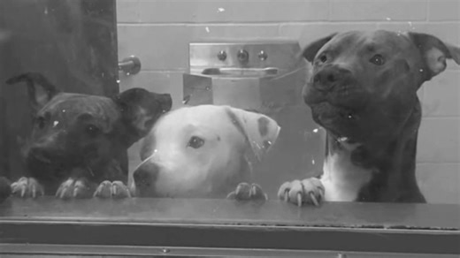 San Antonio's dog bite crisis: Pit bull look-alikes top the list