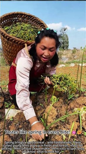 Picking wild fiddleheads in spring fields! 🌿✨