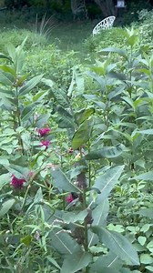 46 reactions | More than one Black Swallowtail Butterfly, this afternoon… Loving on the ‘Raspberry Wine’ BeeBalm, over to the Tall Pink Phlox and back again… 勺 | Garden Gossip | Facebook