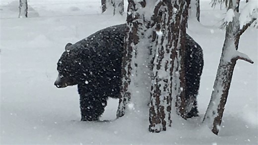 Black bears return to Ohio. See where, when latest tracks were found