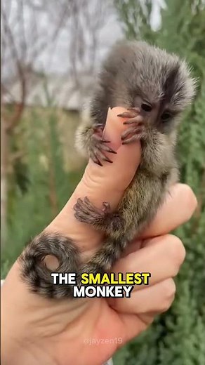 The Smallest Monkey on Earth! 🐒✨ Pygmy Marmoset Facts #animals