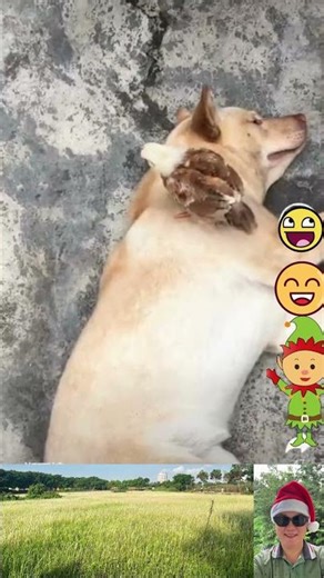 Chú Gà Con Rất Thân Thiện Với Chú Chó Con