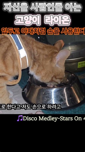 A kitten who thinks he's human #cat #straycatrescue #cat