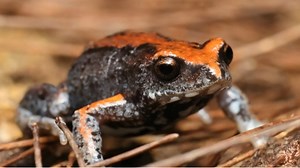 1.1K views · 107 reactions | Celebrating Australia’s amazing...