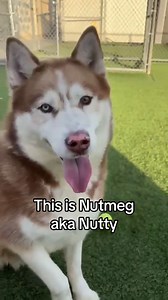 Much like his name Nutmeg is sweet and spicy! He may seem aloof at first, but has a playful and fun side once he gets to know you. He loves his independence, and is a bit of a couch potato who would be more than happy with a couple laid back walks or playing outside each day. He's known to take lots of naps, throw his own toy around the yard, and even offer a paw! Some more info: Nutmeg may be best suited to a home with older children, as he is not a fan of sharing his stuff. Nutmeg’s humans sho