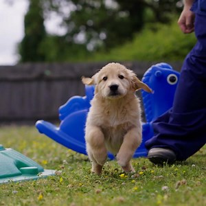 195K views · 1.3K reactions | Sponsoring a puppy from as a little as...