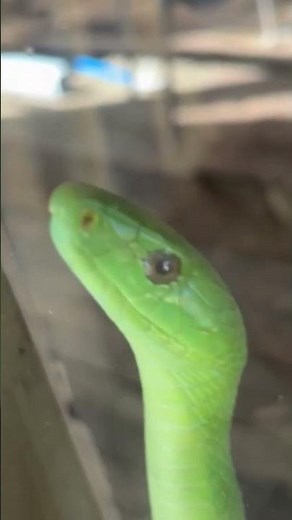 Eastern Green Mamba @Ndlondlo Reptile Conversation & Education center #snakes #snakesofafrica