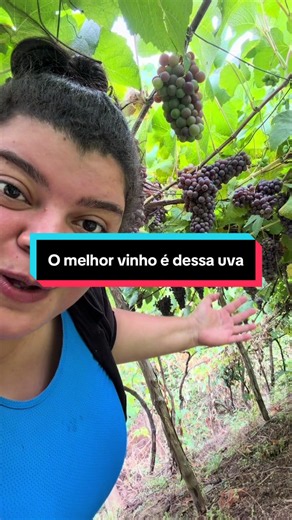 Uva que produz o melhor vinho
