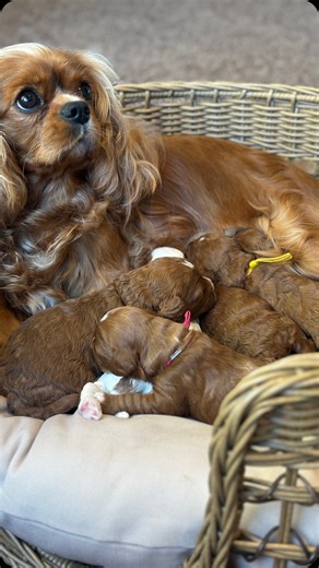 Georgia and her sweet puppies 🤍🐶#cavapoopuppy #cavapoo #puppiesforsale #puppylove #cavapooworld #puppy #cavapoos_of_instagram #cavapoolovers #cavapoobreeder #cutepuppies #adorepuppies | Adore Puppies