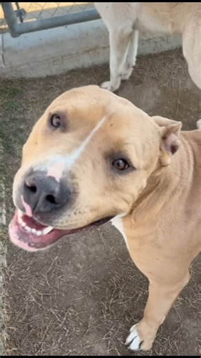 2.9K views · 100 reactions | Denise Lynn Smith with LAUNCHER! This...