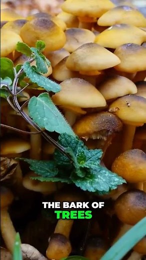 Armillaria ostoyae: The World's Largest Fungus! 🍄