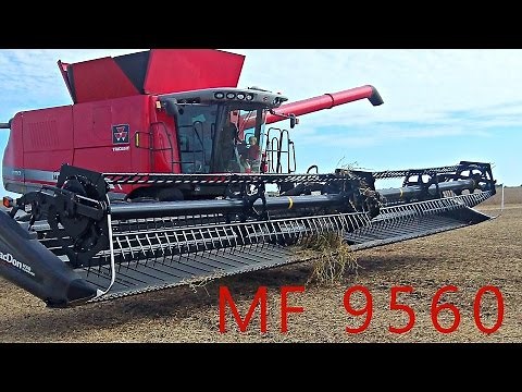 MF 9560 Combine with MacDon FD70 Header Cutting Soybeans