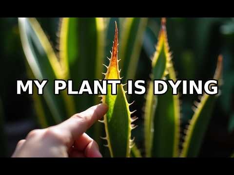 Snake Plant Care 101: Light, Water, and Temperature Guide